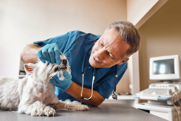 Best Emergency Dentist for Knocked-Out Tooth in Wilderness Rim, WA